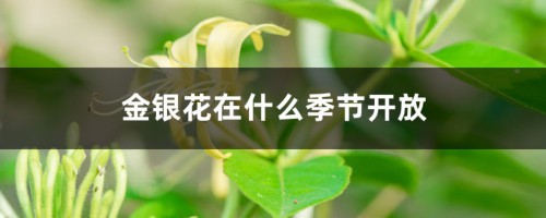 金银花在什么季节开放，采摘时间在什么季节