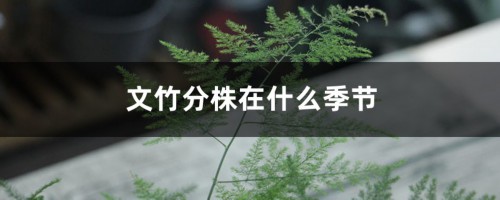 文竹分株在什么季节