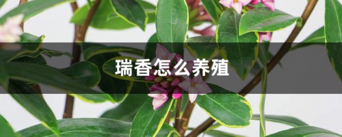 瑞香怎么养殖