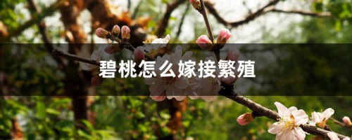 碧桃怎么嫁接繁殖