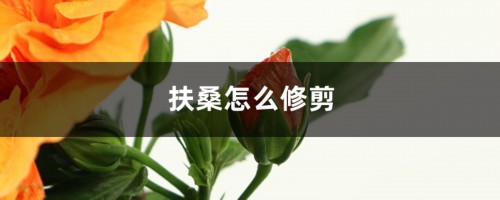 扶桑怎么修剪