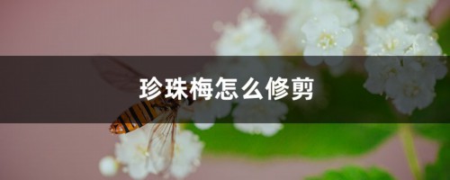 珍珠梅怎么修剪