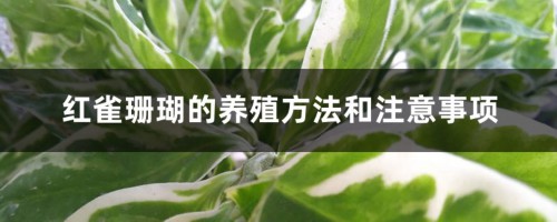 红雀珊瑚的养殖方法和注意事项