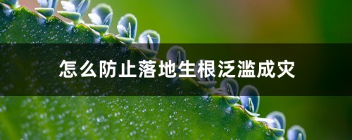 怎么防止落地生根泛滥成灾